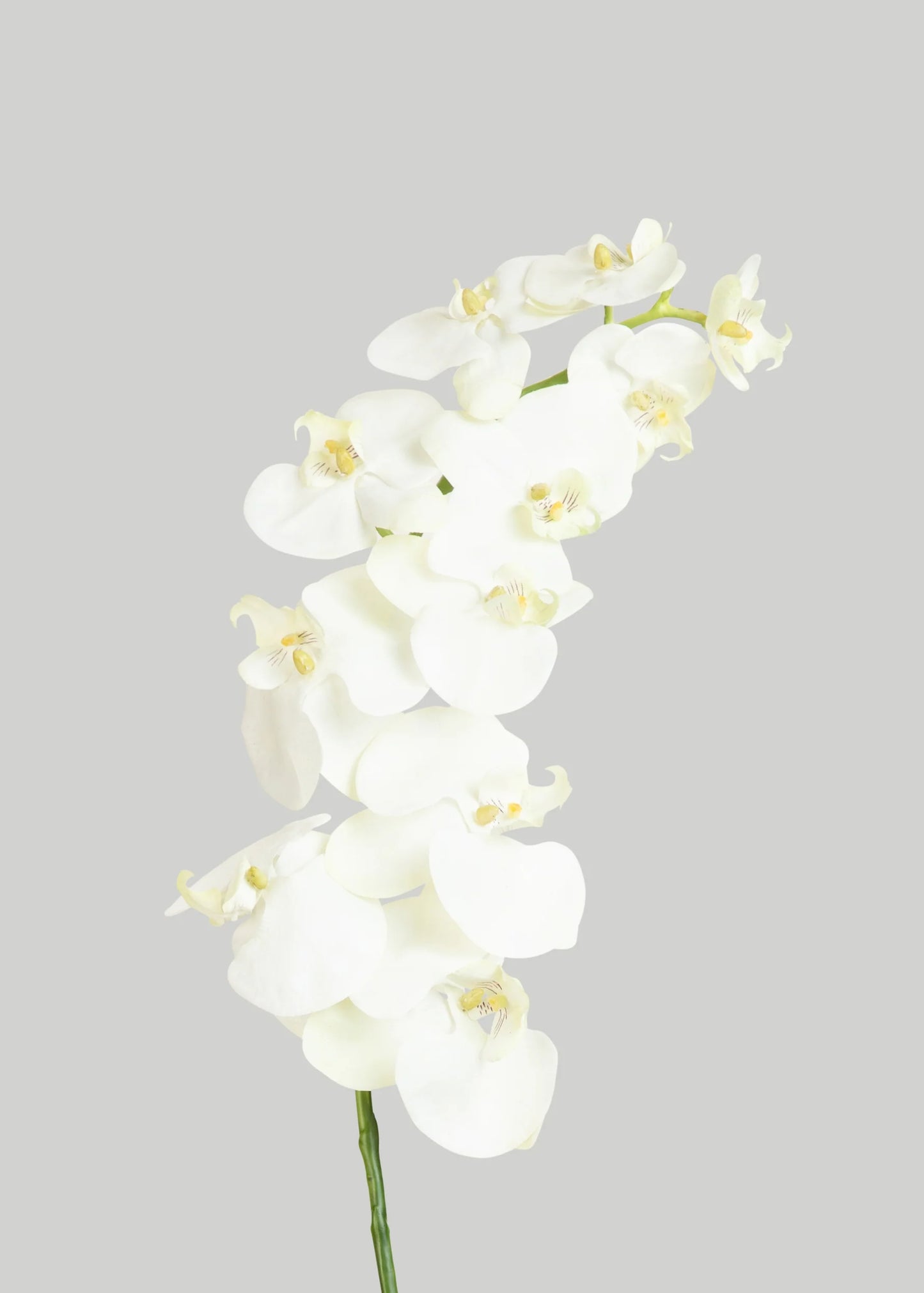 White Cream Artificial Phalaenopsis Orchids - 39"