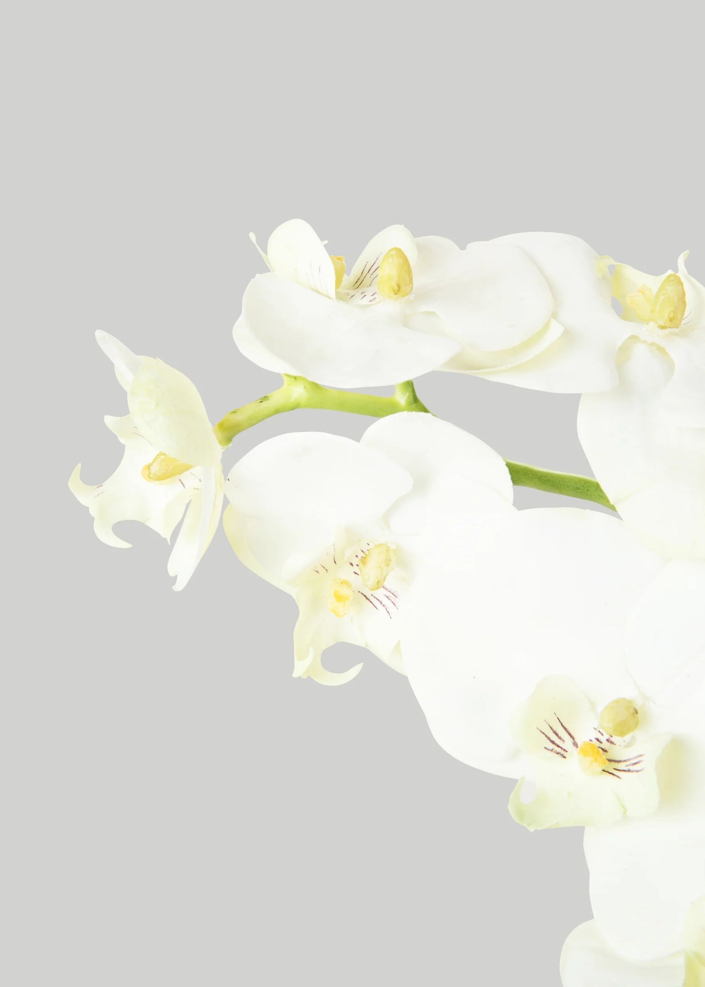White Cream Artificial Phalaenopsis Orchids - 39"